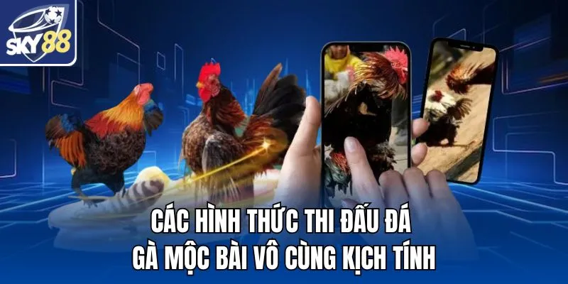 Các hình thức thi đấu đá gà mộc bài vô cùng kịch tính